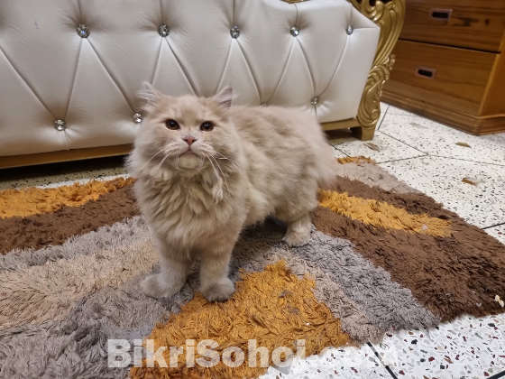 Persian Cat Male 7m